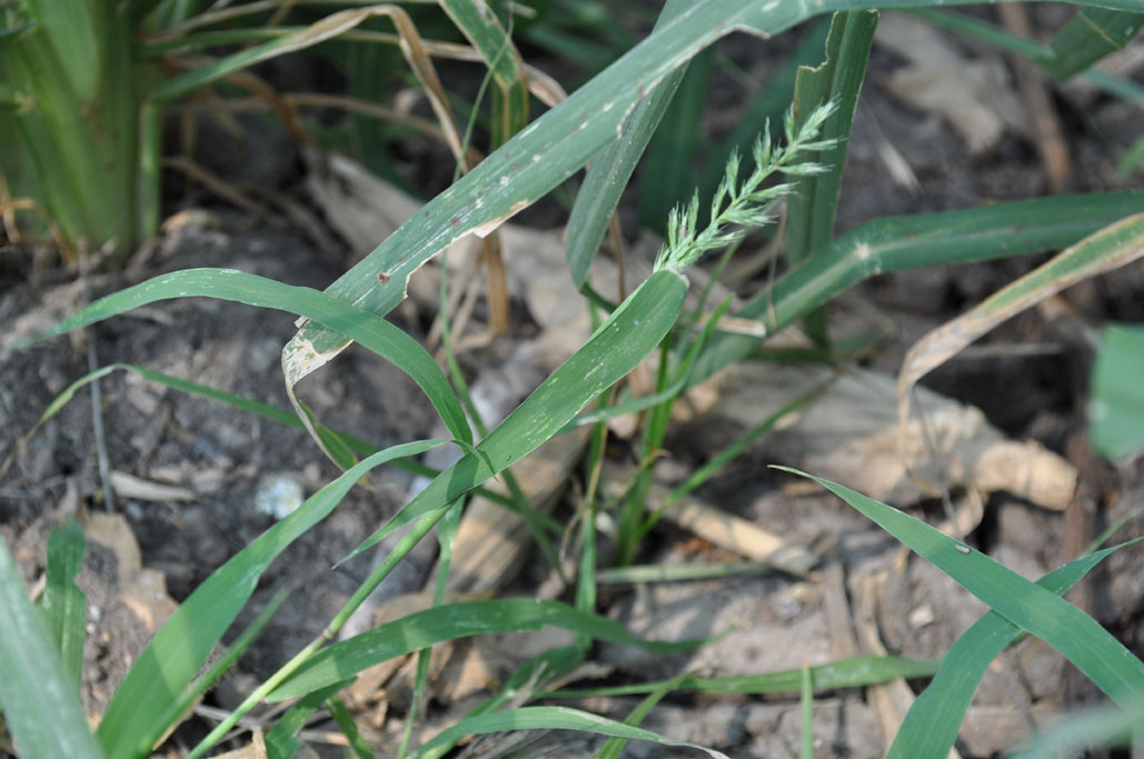 Panicum sp